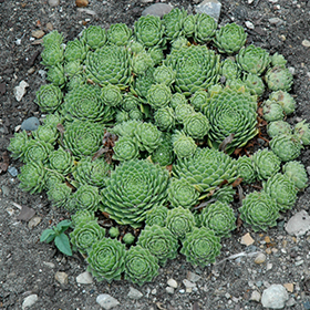 Plant Photo 2