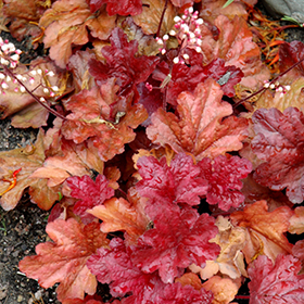 Plant Photo 3
