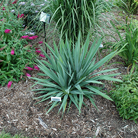 Plant Photo 4