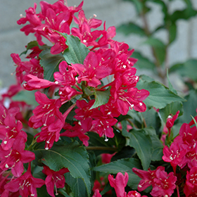Plant Photo 2