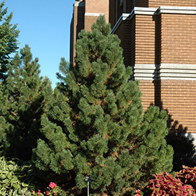 Plant Photo 9