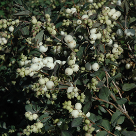 Plant Photo 2