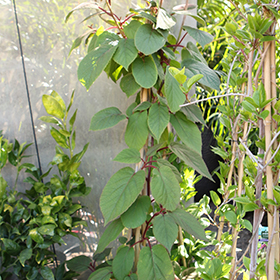 Plant Photo 1