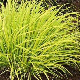 Plant Photo 10