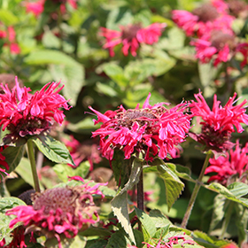 Plant Photo 9