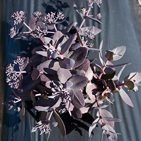Plant Photo 1