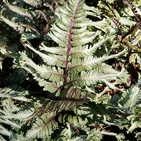 Plant Photo 7