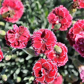 Plant Photo 5