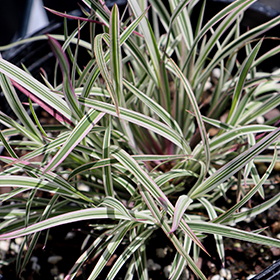 Plant Photo 7