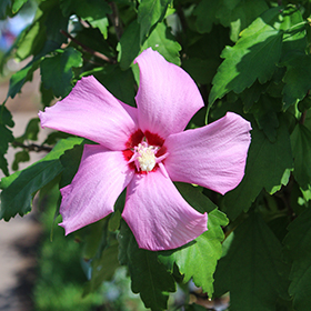 Plant Photo 3