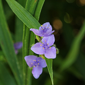 Plant Photo 9