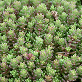 Plant Photo 10
