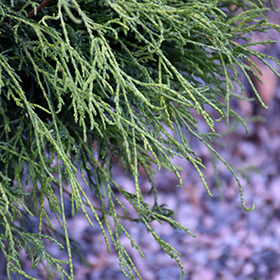 Plant Photo 9