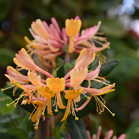 Plant Photo 3