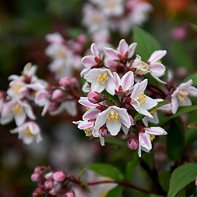 Plant Photo 7