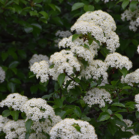 Plant Photo 6