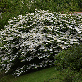Plant Photo 4