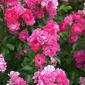 Plant Photo 5