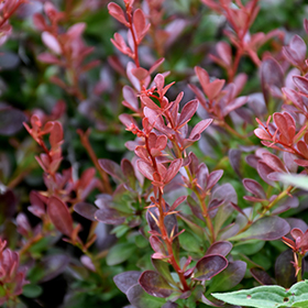 Plant Photo 7