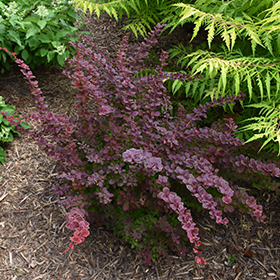Plant Photo 6