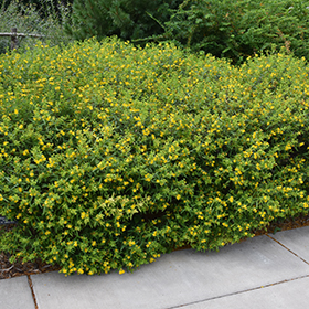 Plant Photo 5