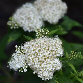 Plant Photo 3