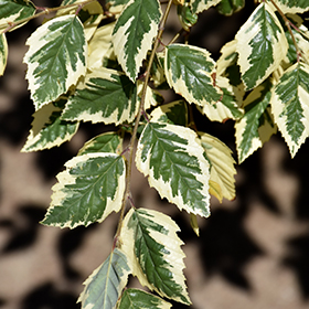 Plant Photo 1