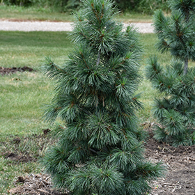 Plant Photo 1