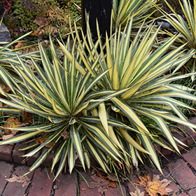 Plant Photo 3