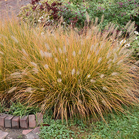 Plant Photo 9