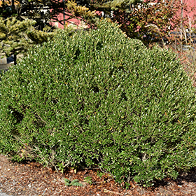 Plant Photo 2