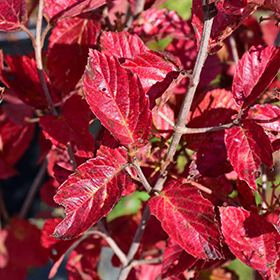 Plant Photo 9