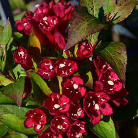 Plant Photo 1