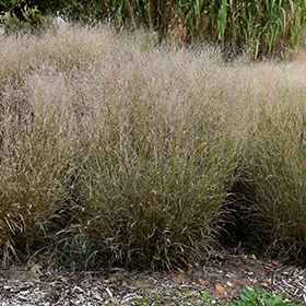 Plant Photo 5