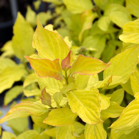 Plant Photo 10