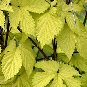 Plant Photo 4