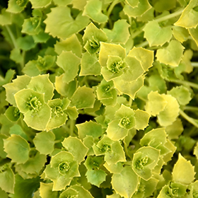 Plant Photo 10