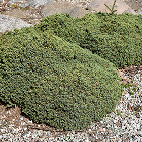Plant Photo 1
