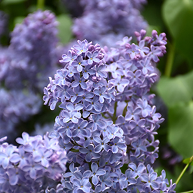 Plant Photo 2