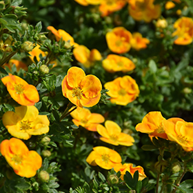 Plant Photo 6