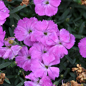 Plant Photo 2
