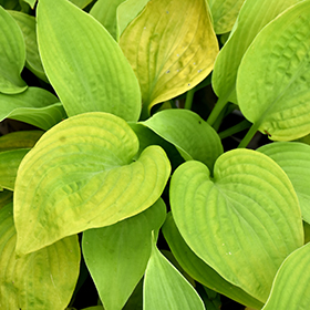 Plant Photo 1