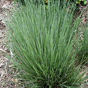 Plant Photo 6