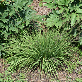 Plant Photo 8