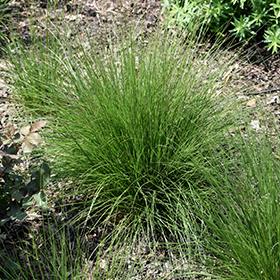Plant Photo 6