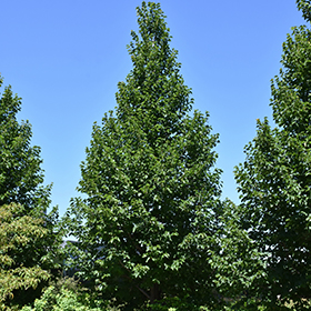 Plant Photo 7