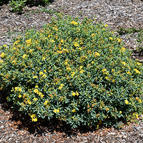 Plant Photo 7