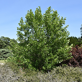Plant Photo 8