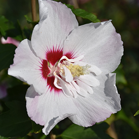 Plant Photo 10