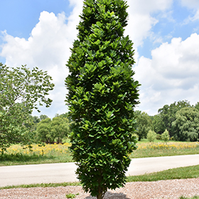 Plant Photo 5